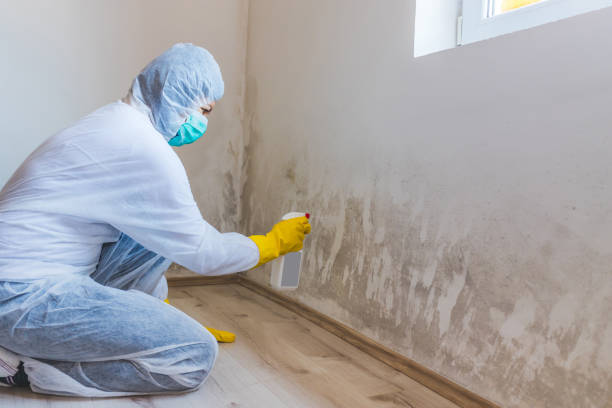Licensed Basement Mold Remediation service in Woolford, MD - WQB Mold Removal