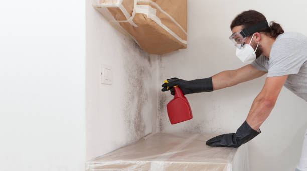 Professional Basement Mold Remediation technician working in Woolford, MD