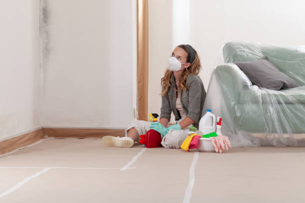 Reliable Basement Mold Remediation contractor in Woolford, MD by WQB Mold Removal