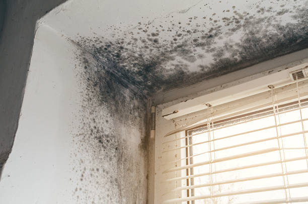 Affordable Basement Mold Remediation solutions in Woolford, MD