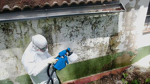 Top rated local Basement Mold Remediation specialists in Woolford, MD